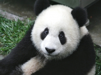 Japonya yeni pandasına kavuşuyor