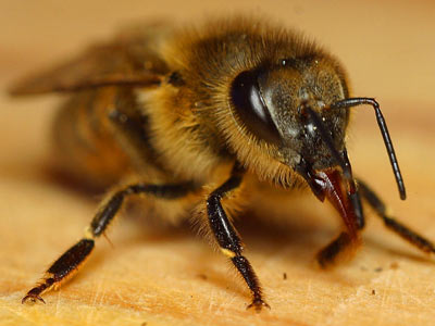 Arı sokması nelere şifa oluyor?