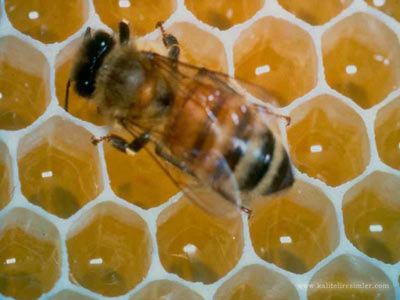 Arı sokması nelere şifa oluyor?