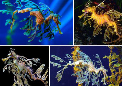 Yapraklı deniz ejderhası 