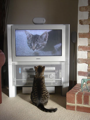 kedi-tv.jpg