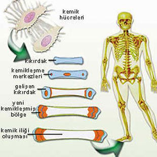 Organlar ne zaman yaşlanıyor? Organlar11