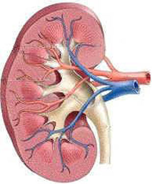 Organlar ne zaman yaşlanıyor? Organlar9