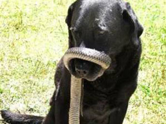 Köpek yılanı yutmaya çalışınca...