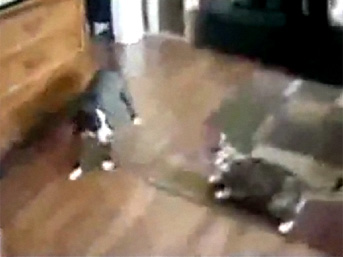 Delikanlı kedi