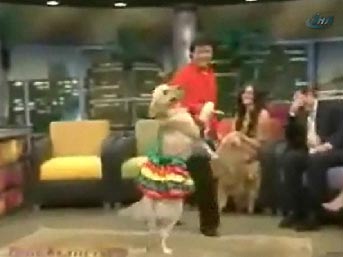 Köpekten inanılmaz dans şov...