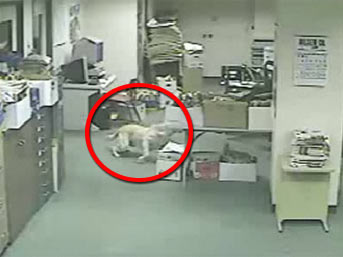 Depremi önceden Hisseden Köpek (video)