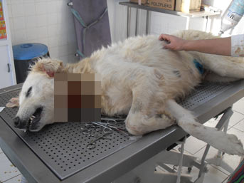 Köpeğe böyle eziyet görülmedi