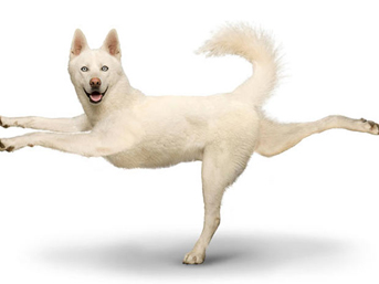 Bu köpekler yoga yapıyor