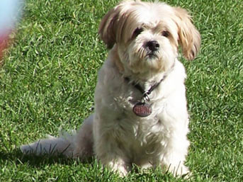 Köpeğe tecavüz ederken yakalandı