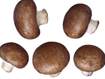 Mantardan kanser ilacı