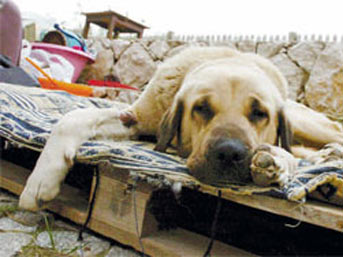 masum-kopek.jpg