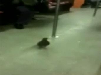 Metropol güvercini!