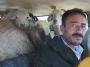 Bir otomobilde 9 koyun