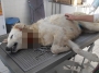 Köpeğe böyle eziyet görülmedi