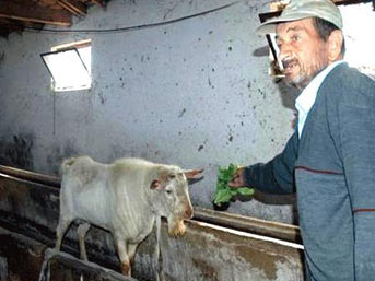 Kindar keçi sahibini katletti!