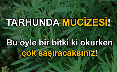 Tarhunda mucizesi