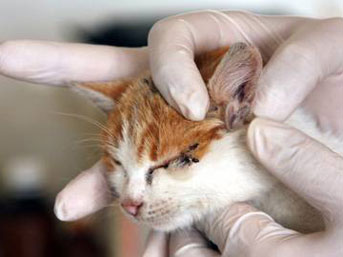 3 kulaklı kedi