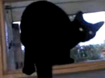 Köpek takliti yapan kedi