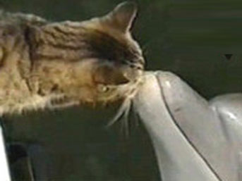 Kedi ile yunusun şaşırtan dostluğu