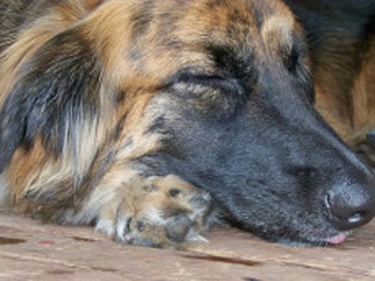 Köpekle sevişen kadın öldü!