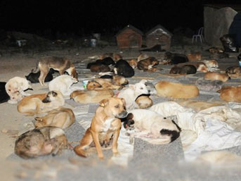 İstanbul'da köpek katliamı girişimi