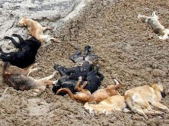 12 köpeği telef eden kişiye 6,5 ay hapis