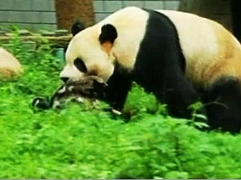 Vahşi Panda böyle öldürdü