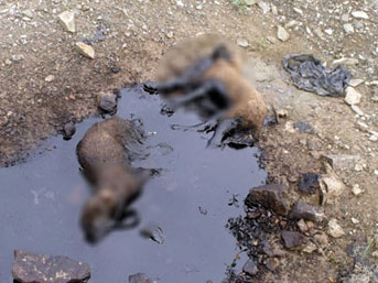 [Resim: sakarya-kopek.jpg]