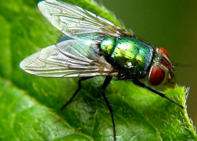 [Resim: ss-ger21.jpg]