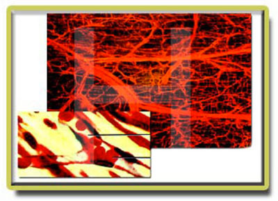 [Resim: ss-ger30.jpg]