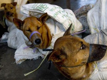 Onların işi köpekleri öldürmek