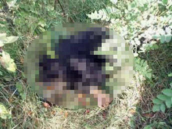 Yalova'da parçalanmış ceset bulundu
