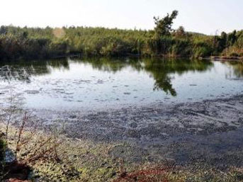 15 bin kişinin atık suyu bu koya akıyor! 1