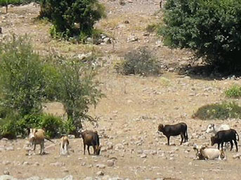 yaban-inegi.jpg