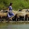 Bu çobanı tanıdınız mı?